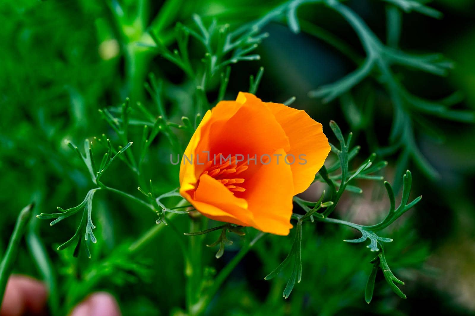 California Poppy Yellow Flower by clusterx