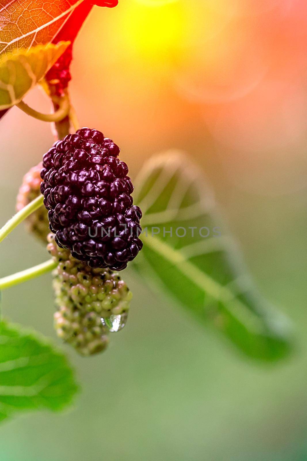 Ripe and green mulberry on a branch, wet berry with drops of water after rain. Close-up view
