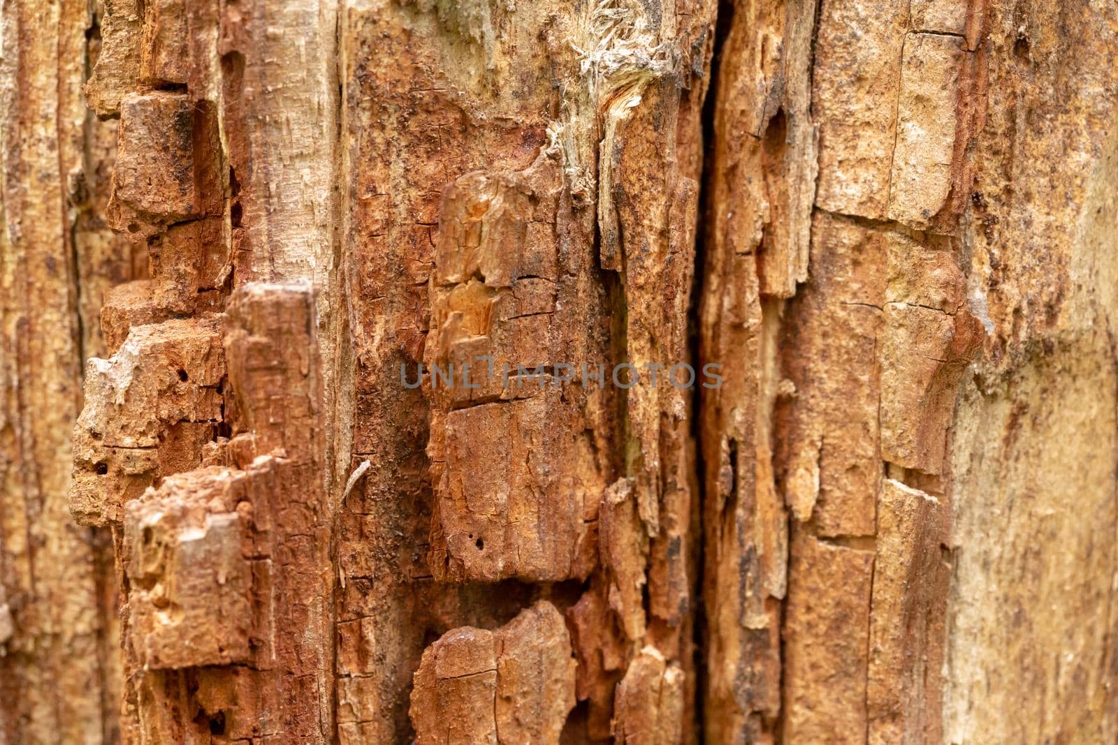 Bark Tree Texture Macro by clusterx