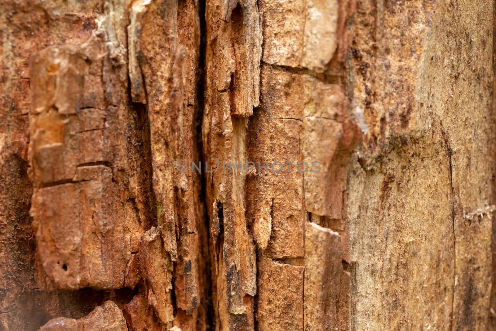 Close up old bark tree texture. Macro view. Looks like a rock for mountaineering