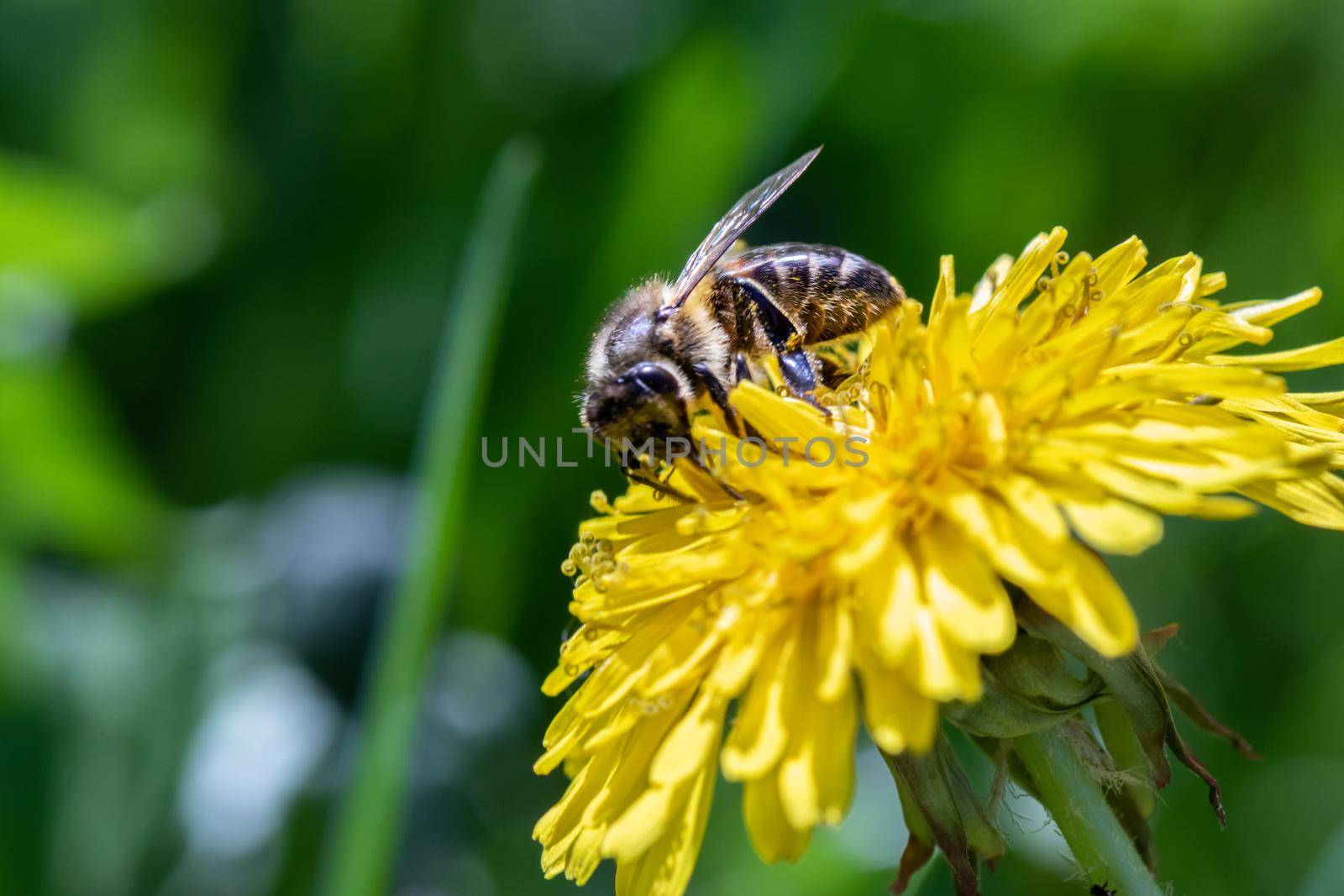 Bee on a yellow dandelion close-up by clusterx