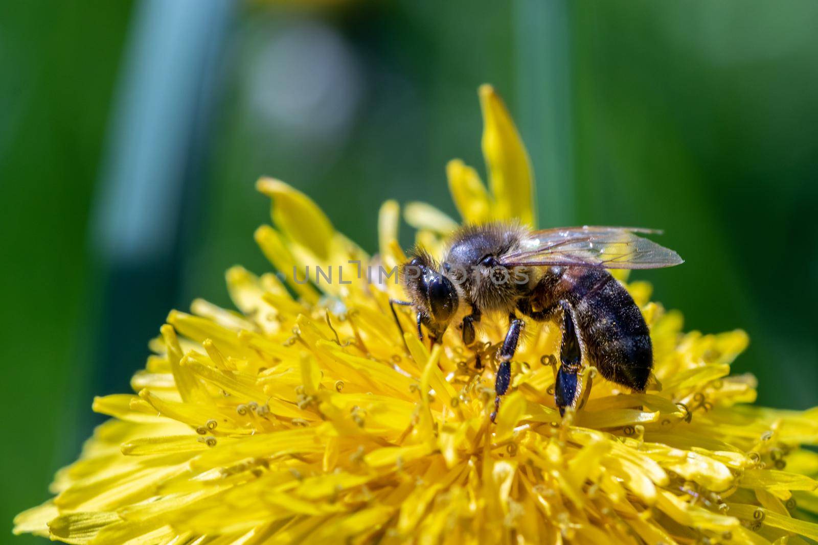 Bee on a yellow dandelion close-up by clusterx