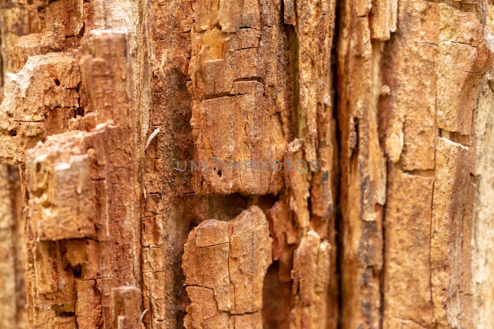 Close up old bark tree texture. Macro view. Looks like a rock for mountaineering
