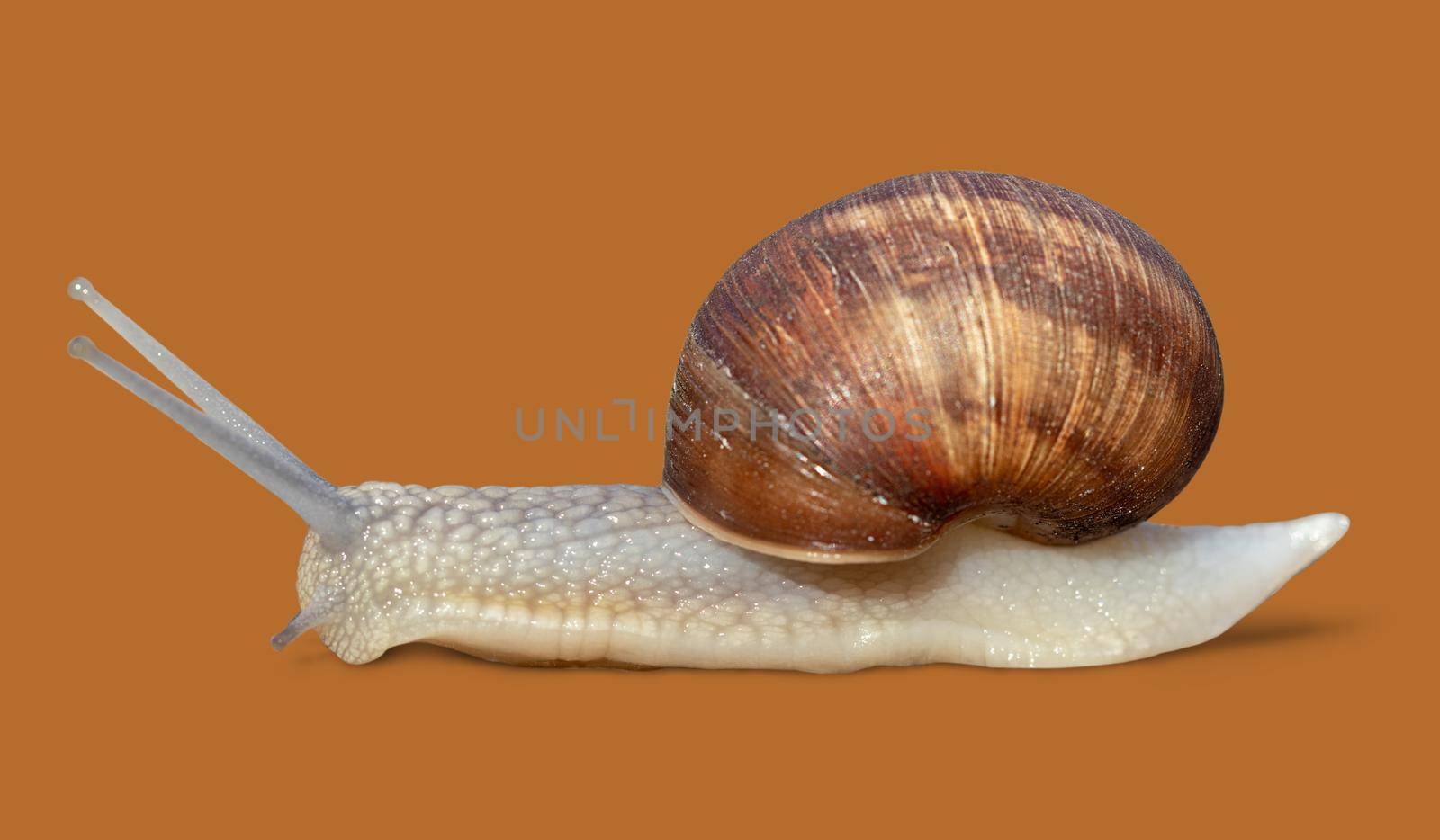 Grawling garden snail isolated on orange color background, close-up macro side view