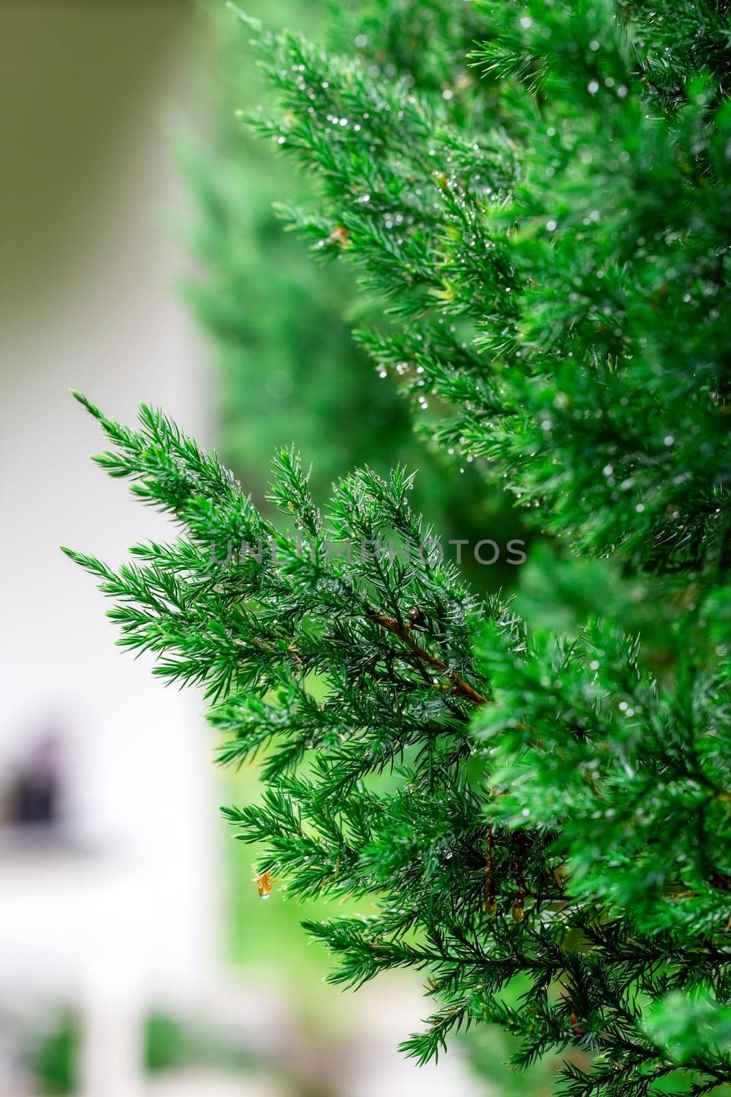 Fir tree branches wet after the rain by clusterx