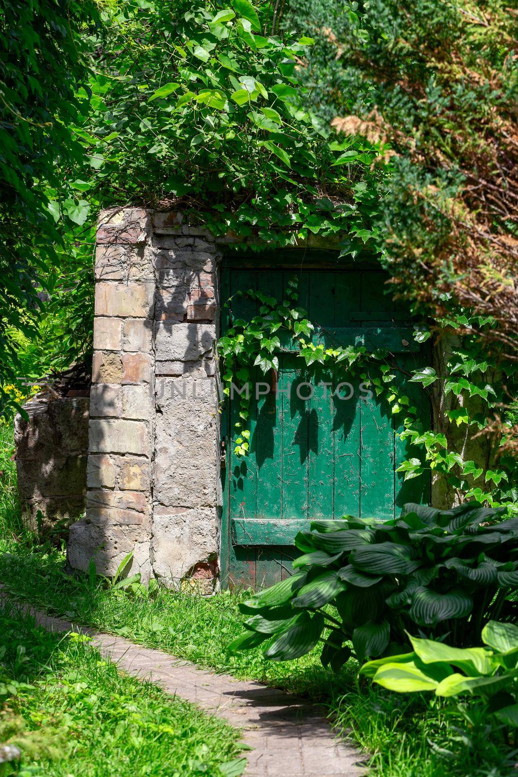 The door of an old wine cellar with a vine