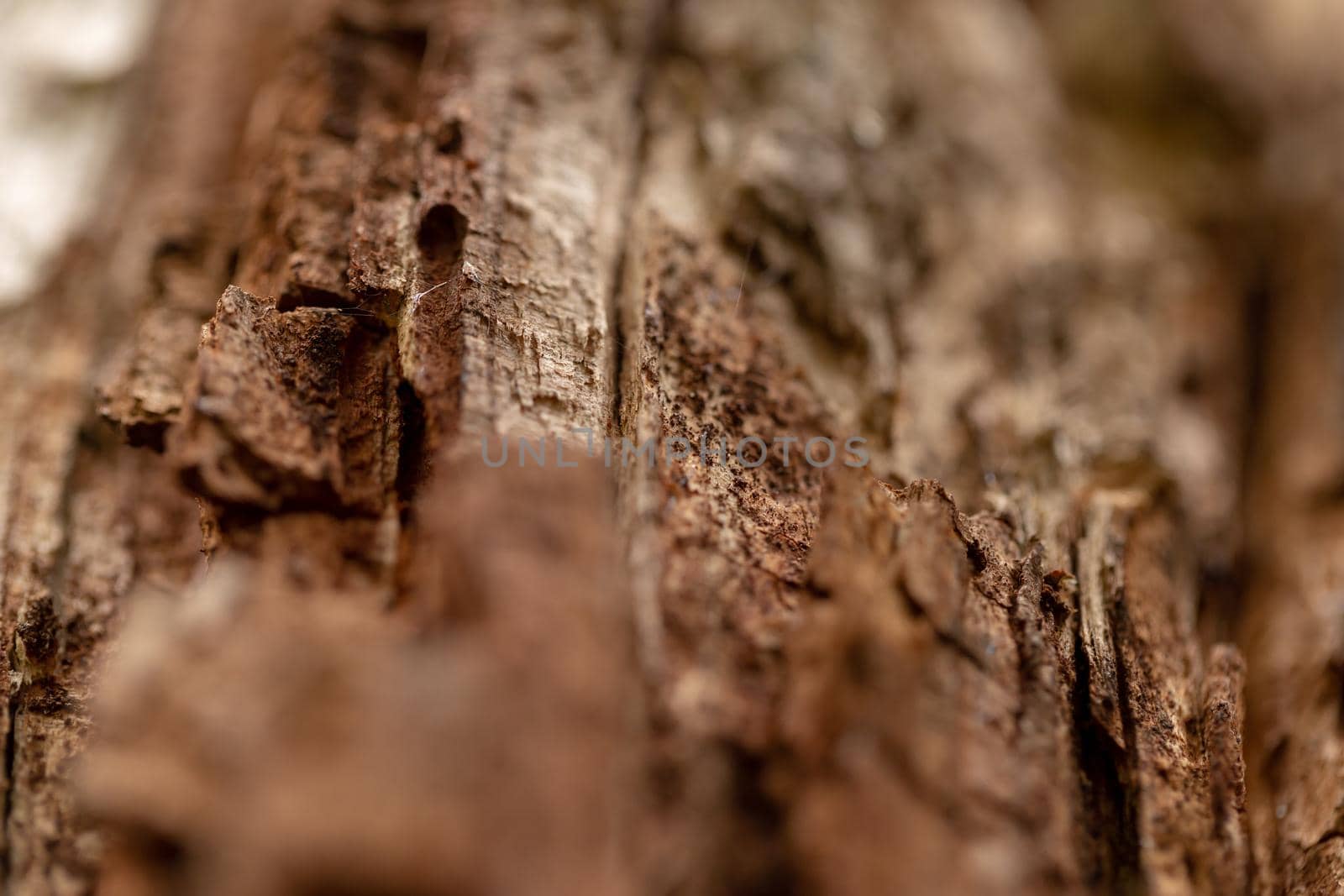Close up old bark tree texture. Macro view. Looks like a rock for mountaineering