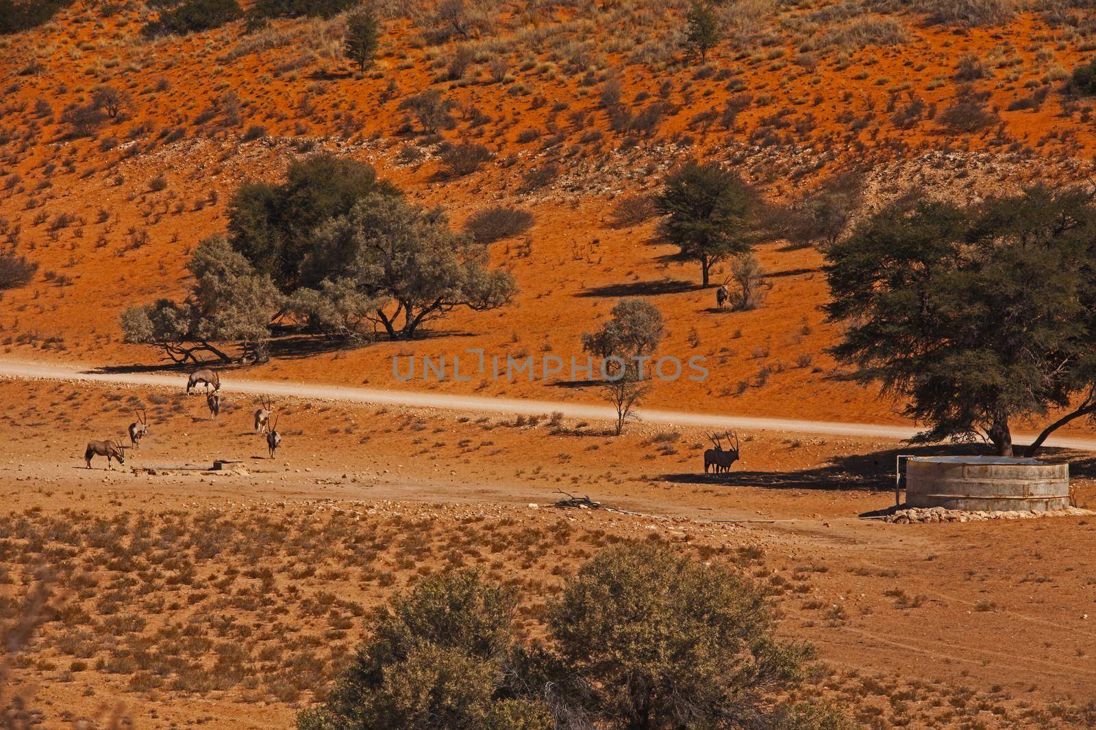 Oryx (Oryx gazella) at a  watering point in the Kgalagadi Trans Frontier Park.