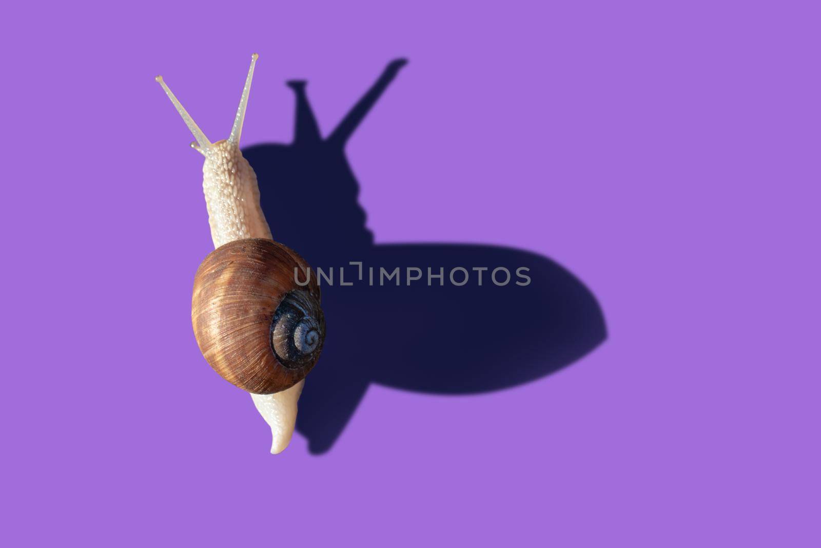 Grawling garden snail isolated on violet color background, close-up macro top view