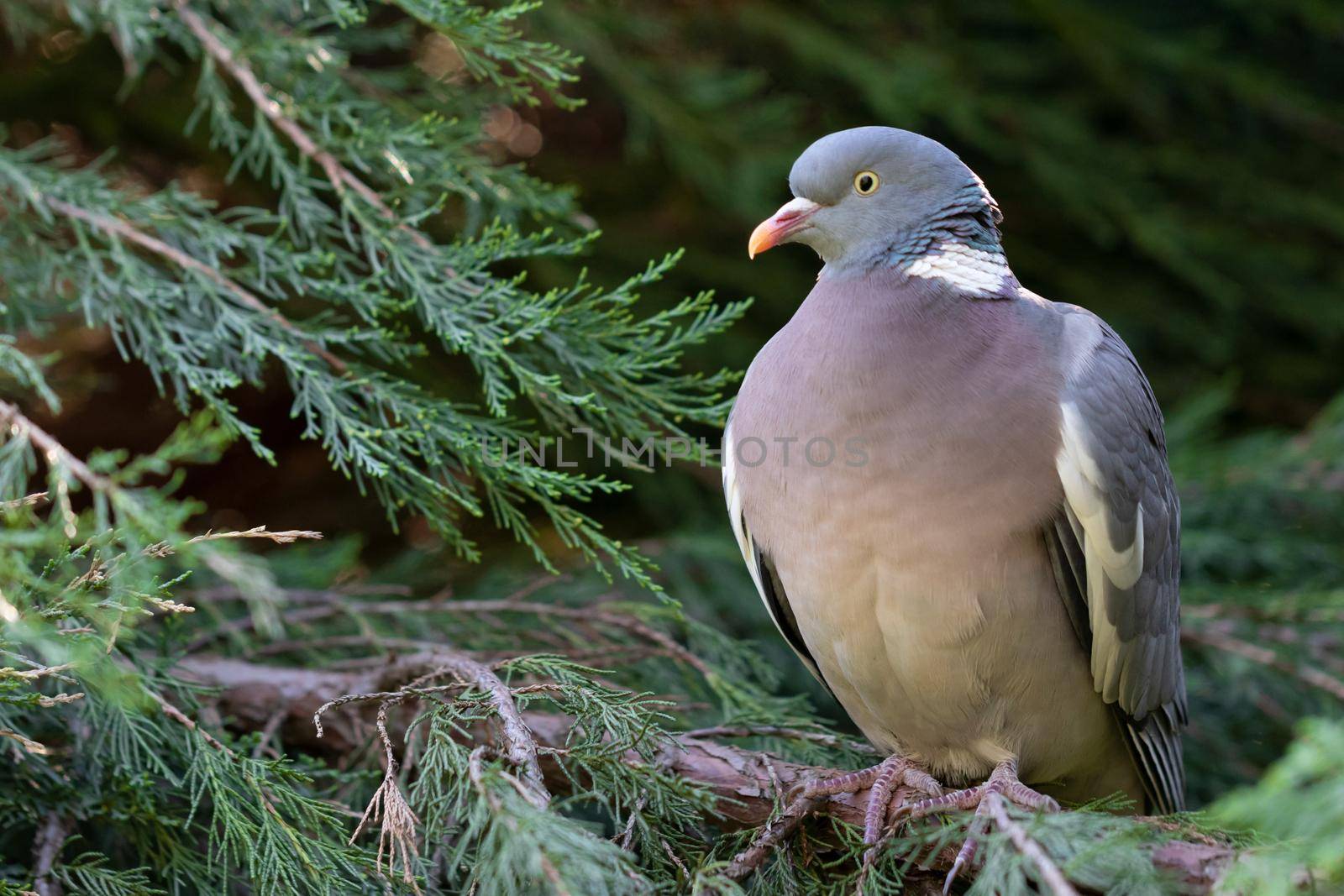 Ring-necked dove on a branch by clusterx