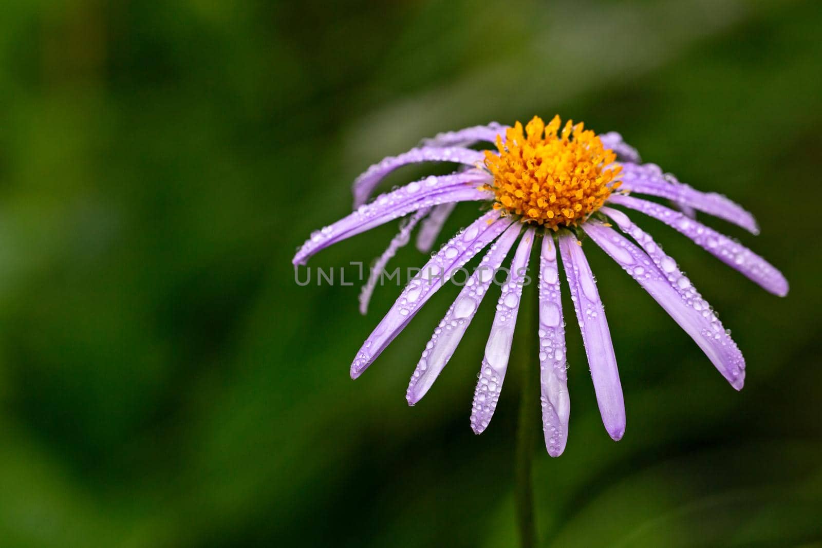 Purple wet garden aster with water drops after the rain on a green background