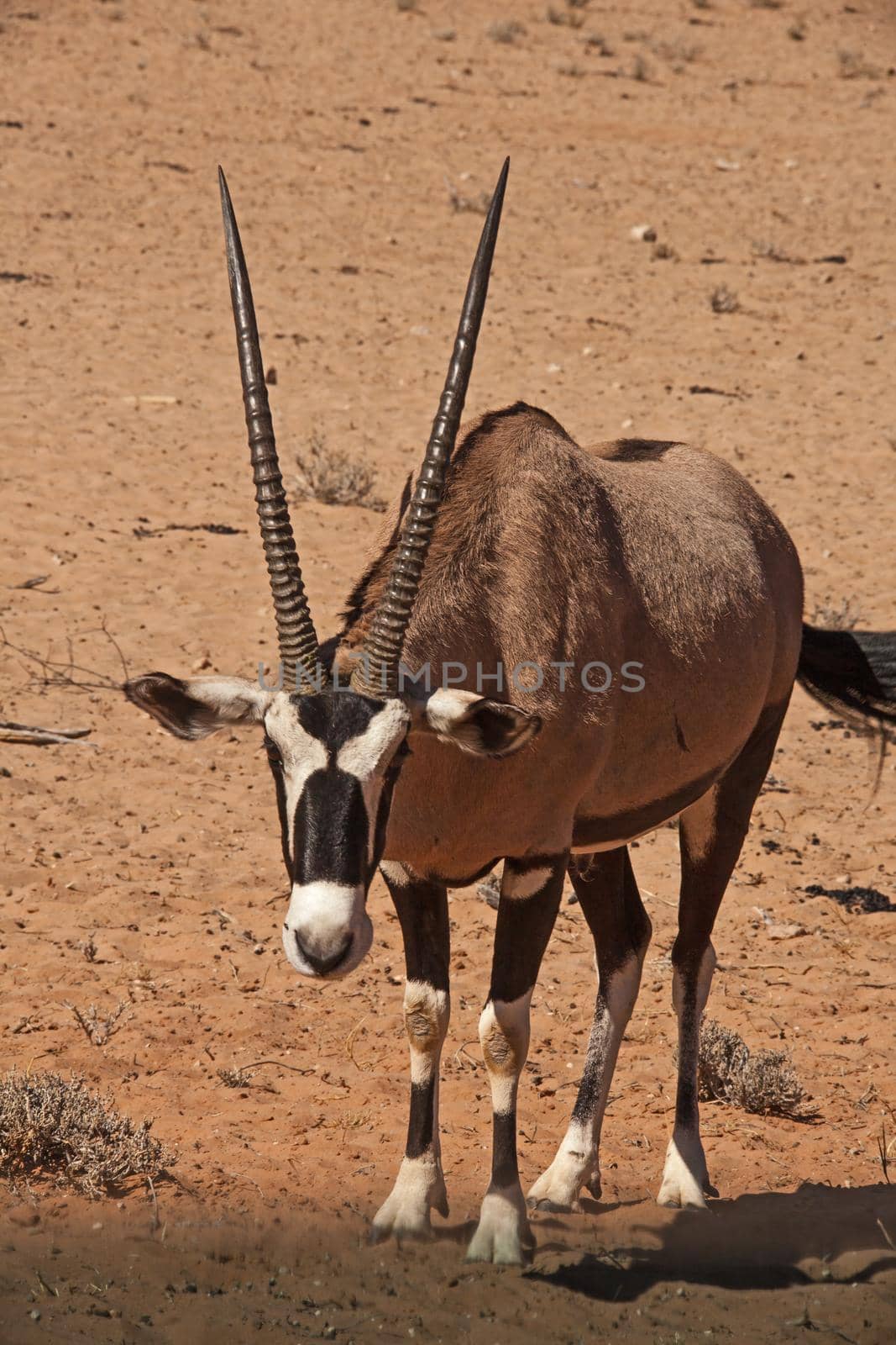A single Oryx Oryx gazella in the desert 4796 by kobus_peche