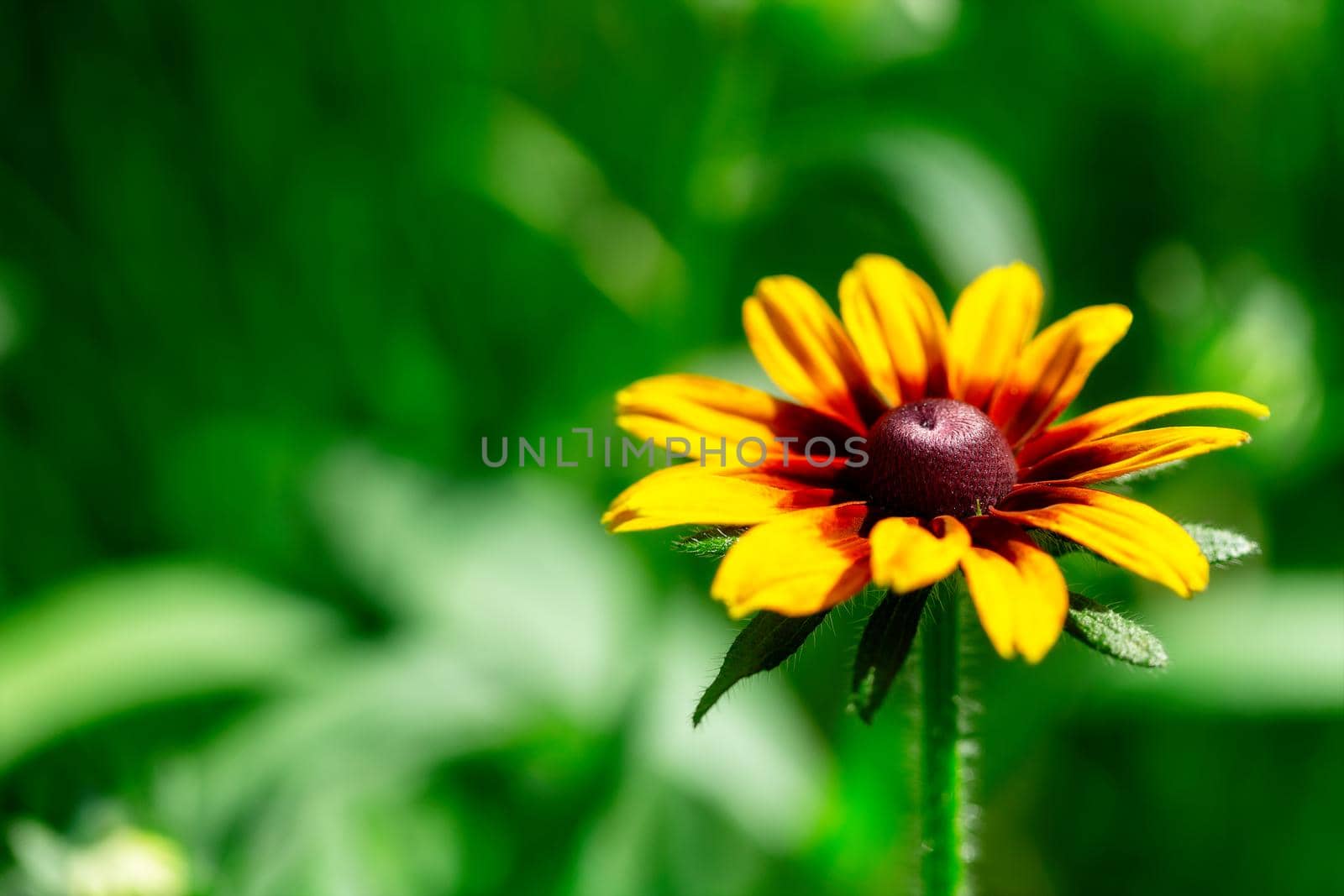Close-up of multicolor red-yellow aster flower on green blurred background in the summer garden.