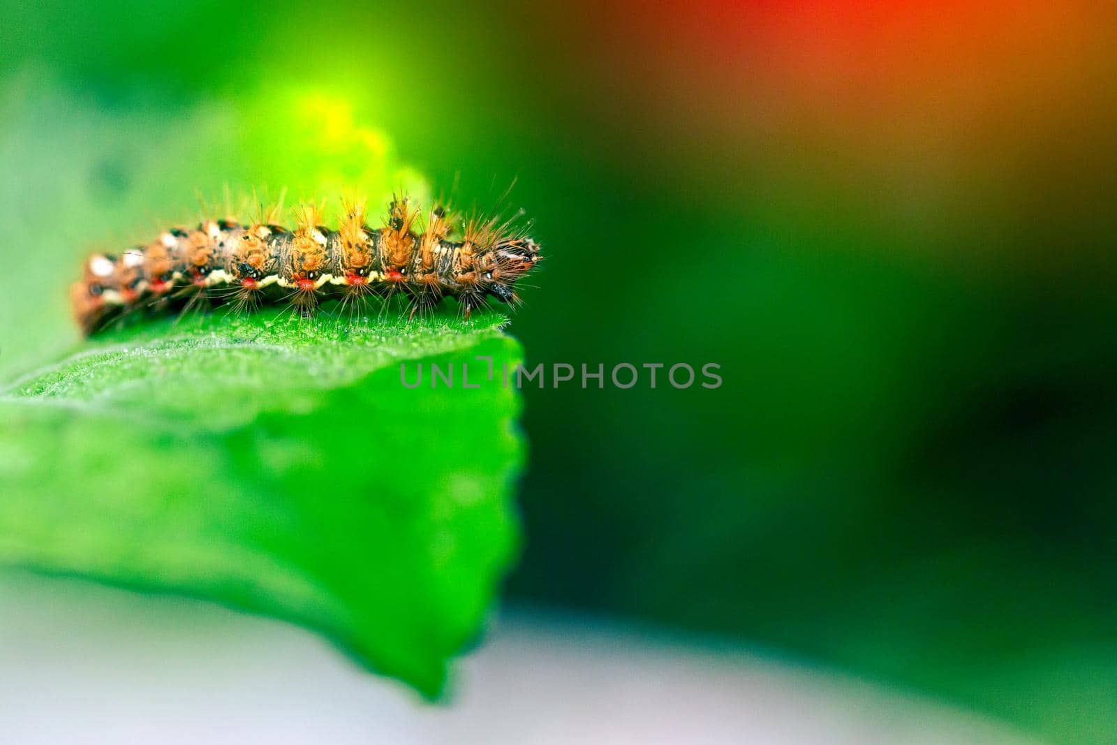 Shaggy caterpillar on a green leaf close-up macro view