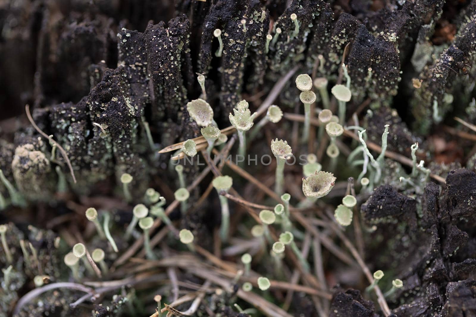 Tiny mushrooms on the long stems growing on tree stump by clusterx