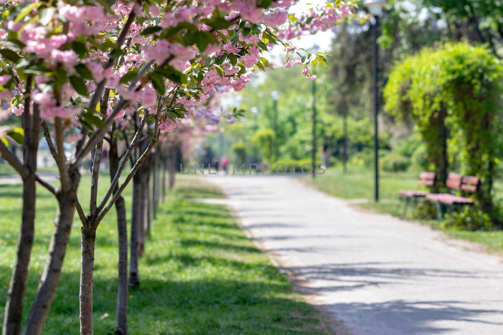 Alley with blooming cherry blossom by clusterx