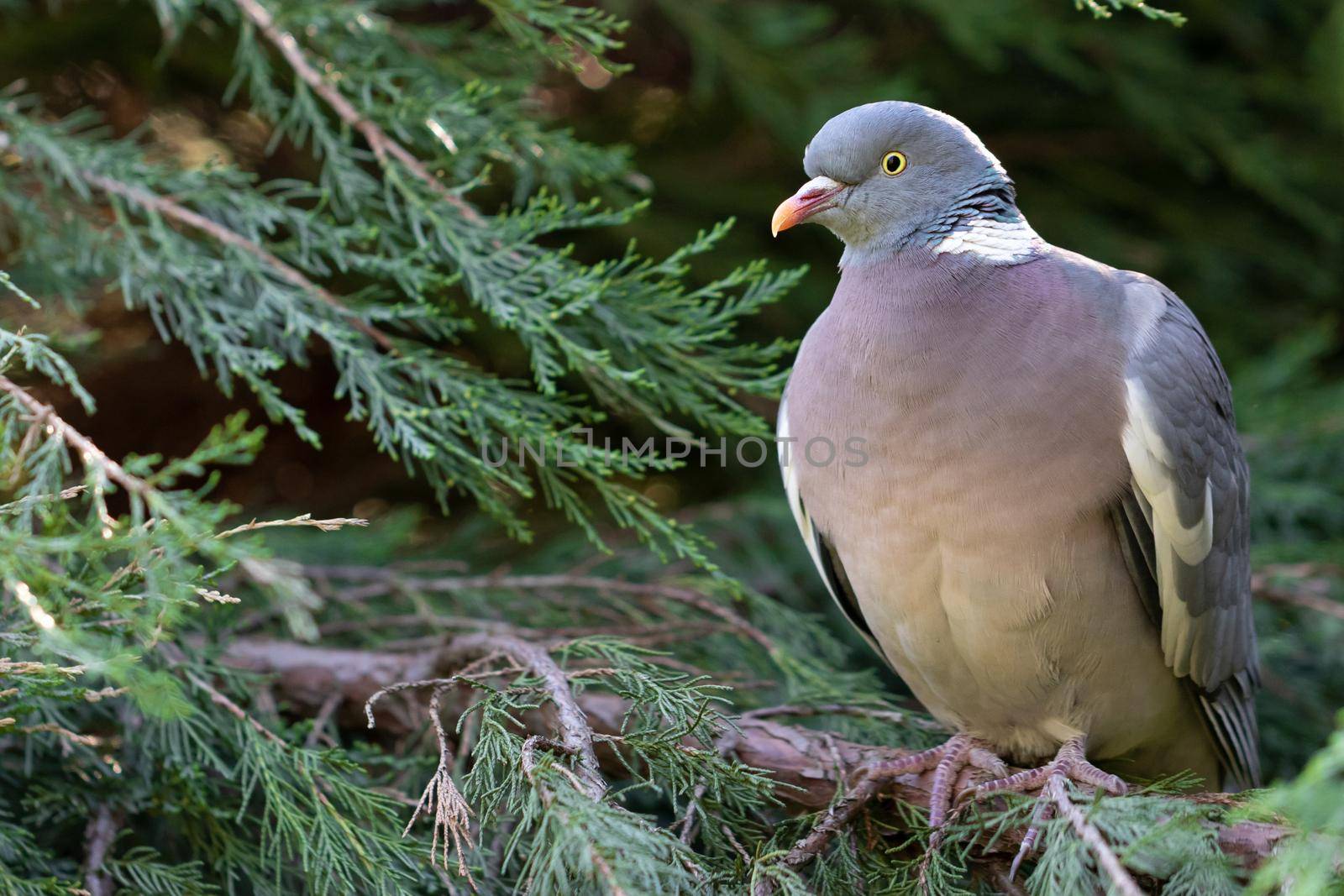 Ring-necked wild dove sitting on a branch of thuja. Close up view