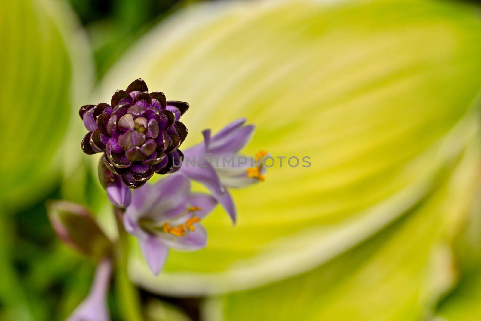 Blossoming garden purple hosta flower with blurred yellow leaves as a background. Close-up macro view.