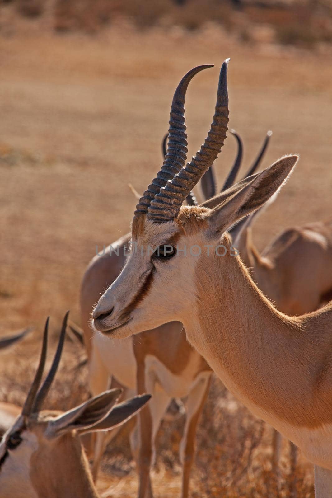 Close-up portrait of a Springbok (Antidorcas marsupialis) in the Kgalagadi Trans Frontier Park. South Africa