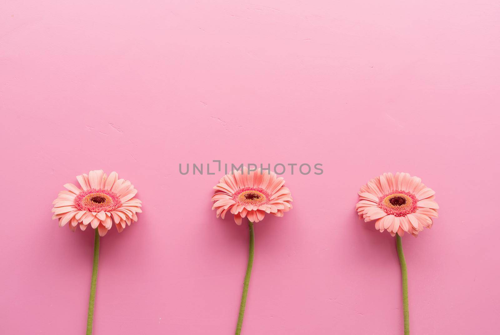 Three gerbera daisies in a raw on a pink background by Desperada