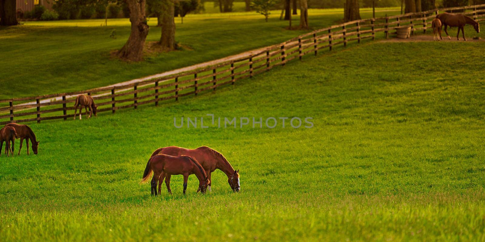 Horses gazing in a field at sunset. by patrickstock