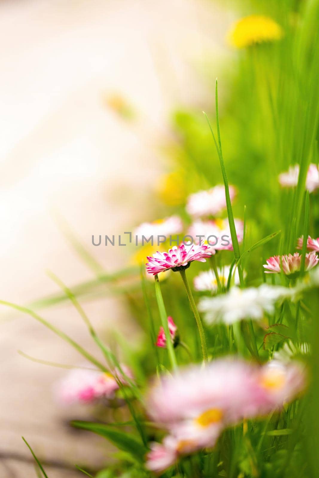 Small garden flowers and green grass at spring by clusterx