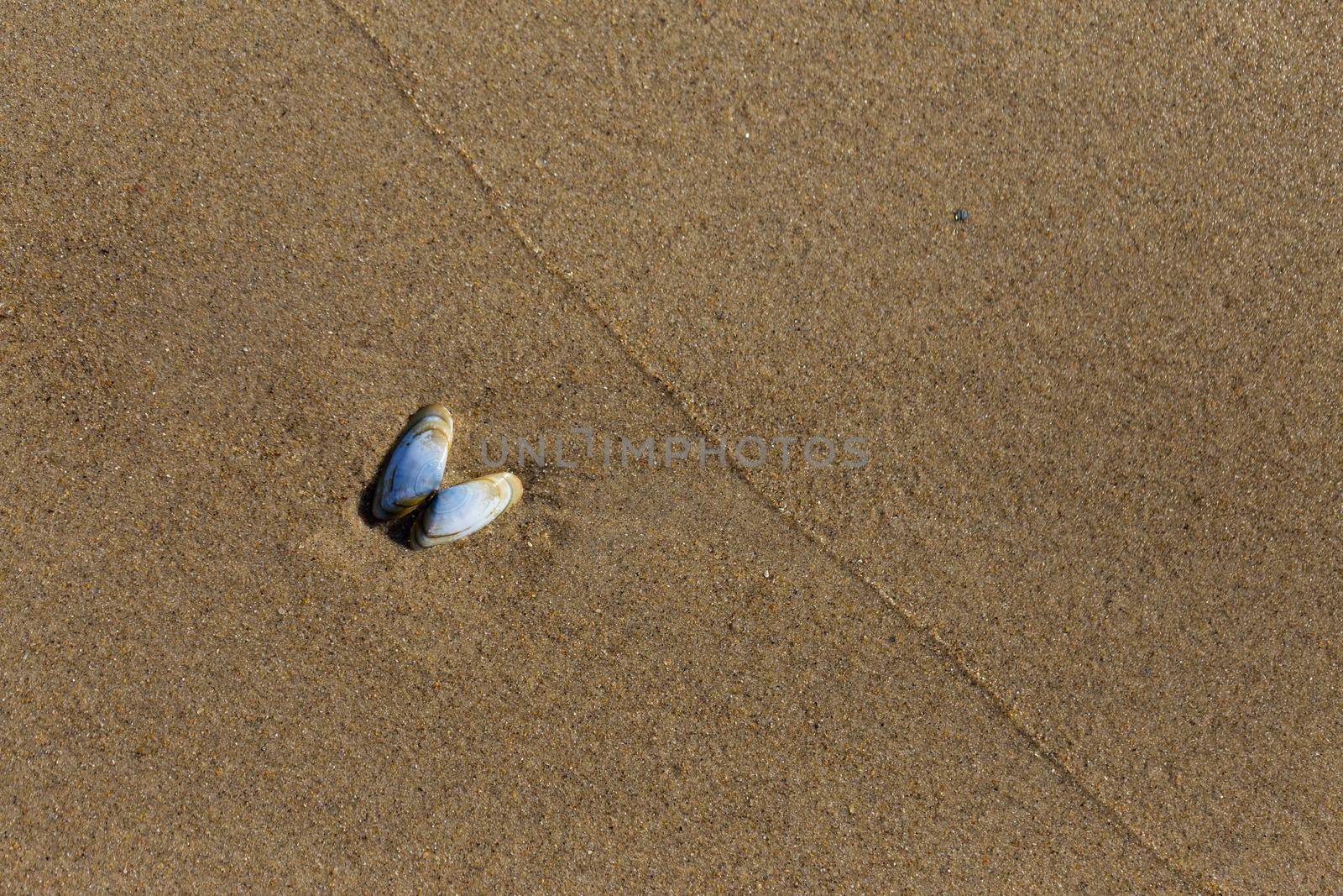 Small light blue seashell on the wet sand by clusterx