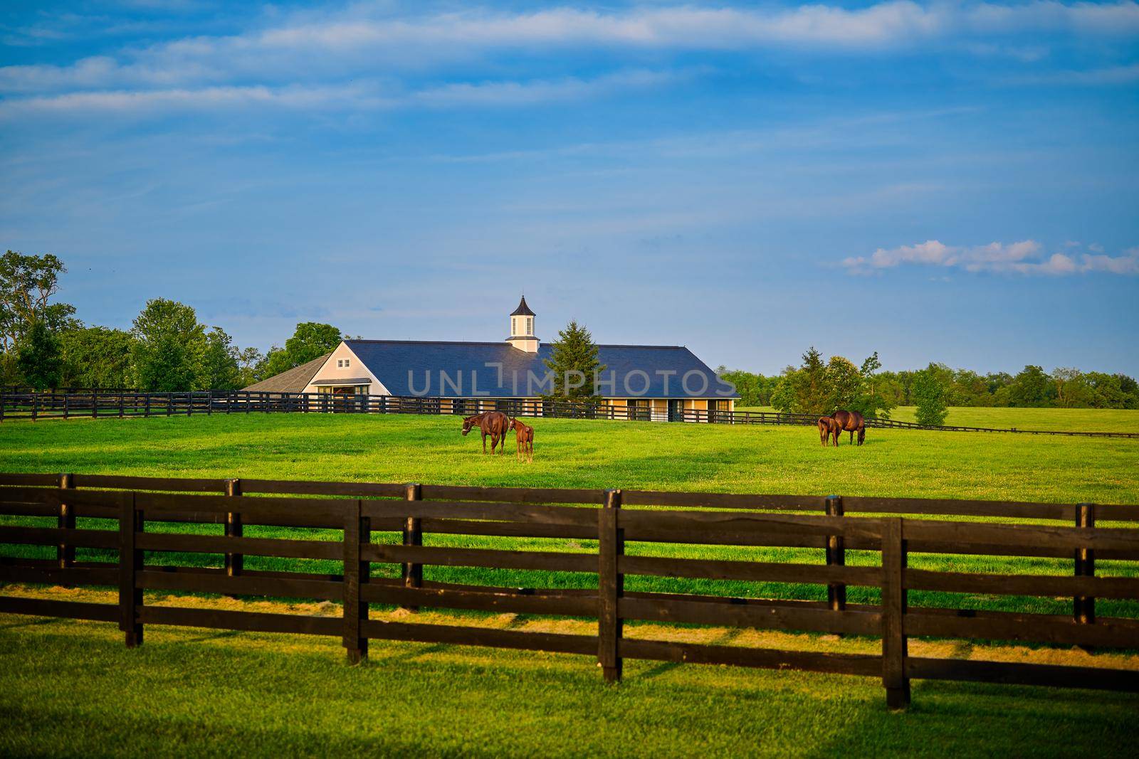 Thoroughbred horses grazing in a field with horse barn in the background.