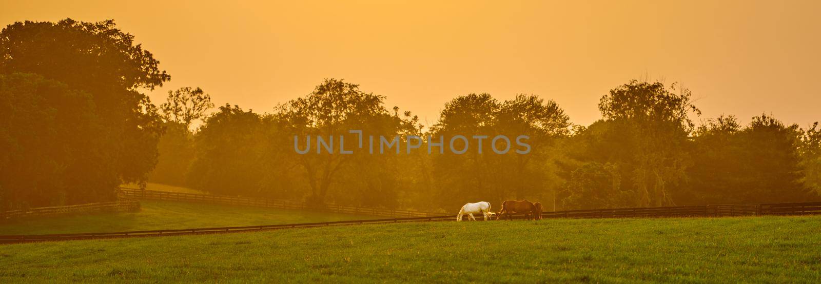 Hazy sunset with horses grazing in a field. by patrickstock