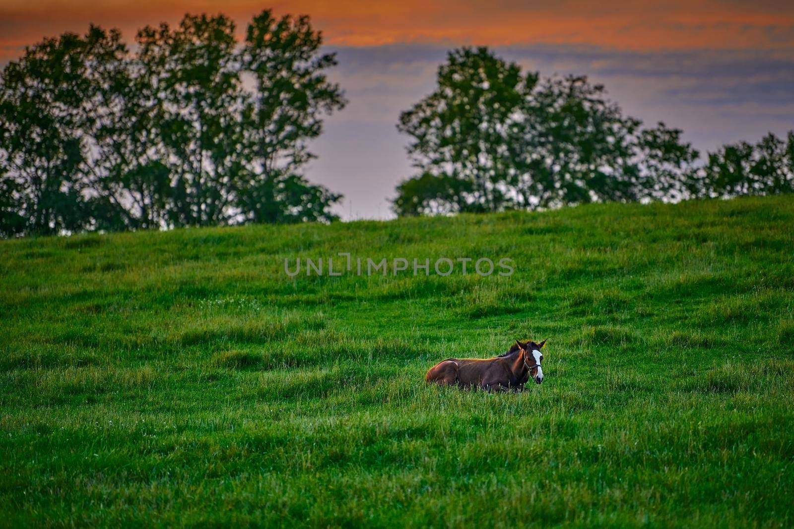 Young colt laying in grassy field at sunset.