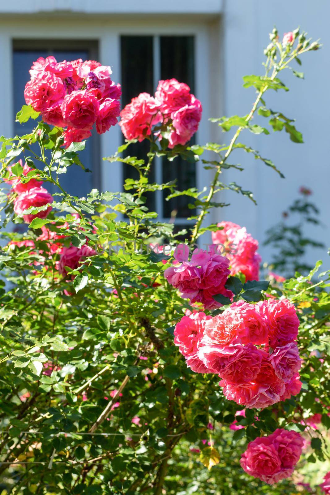 Garden rose bush on the background of a house window by clusterx