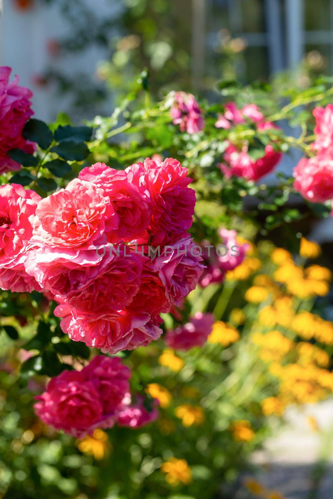 Garden rose bush on the background of a village house window