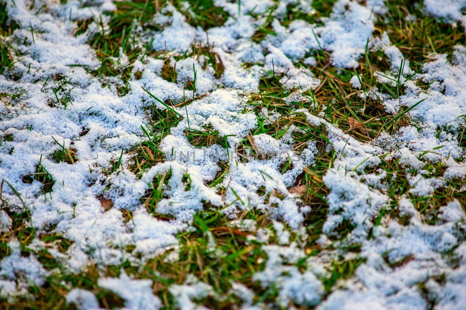 Thin layer of first snow on green grass by clusterx