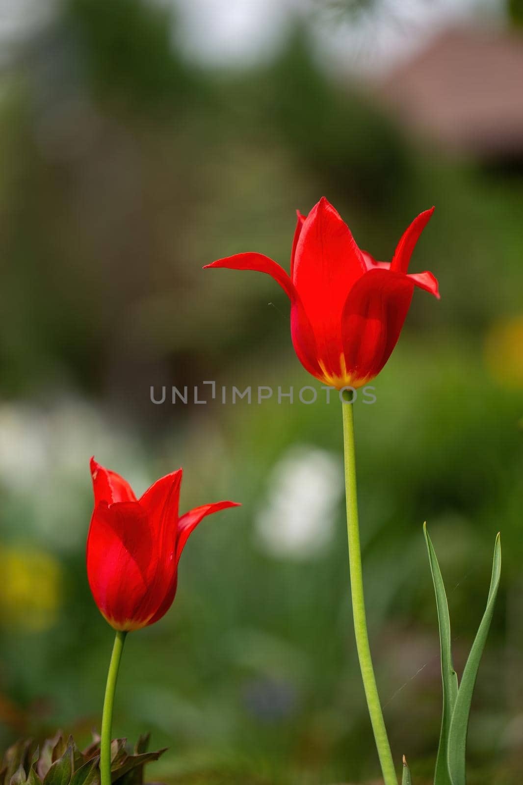 Red tulips in the garden over blurred green background at spring