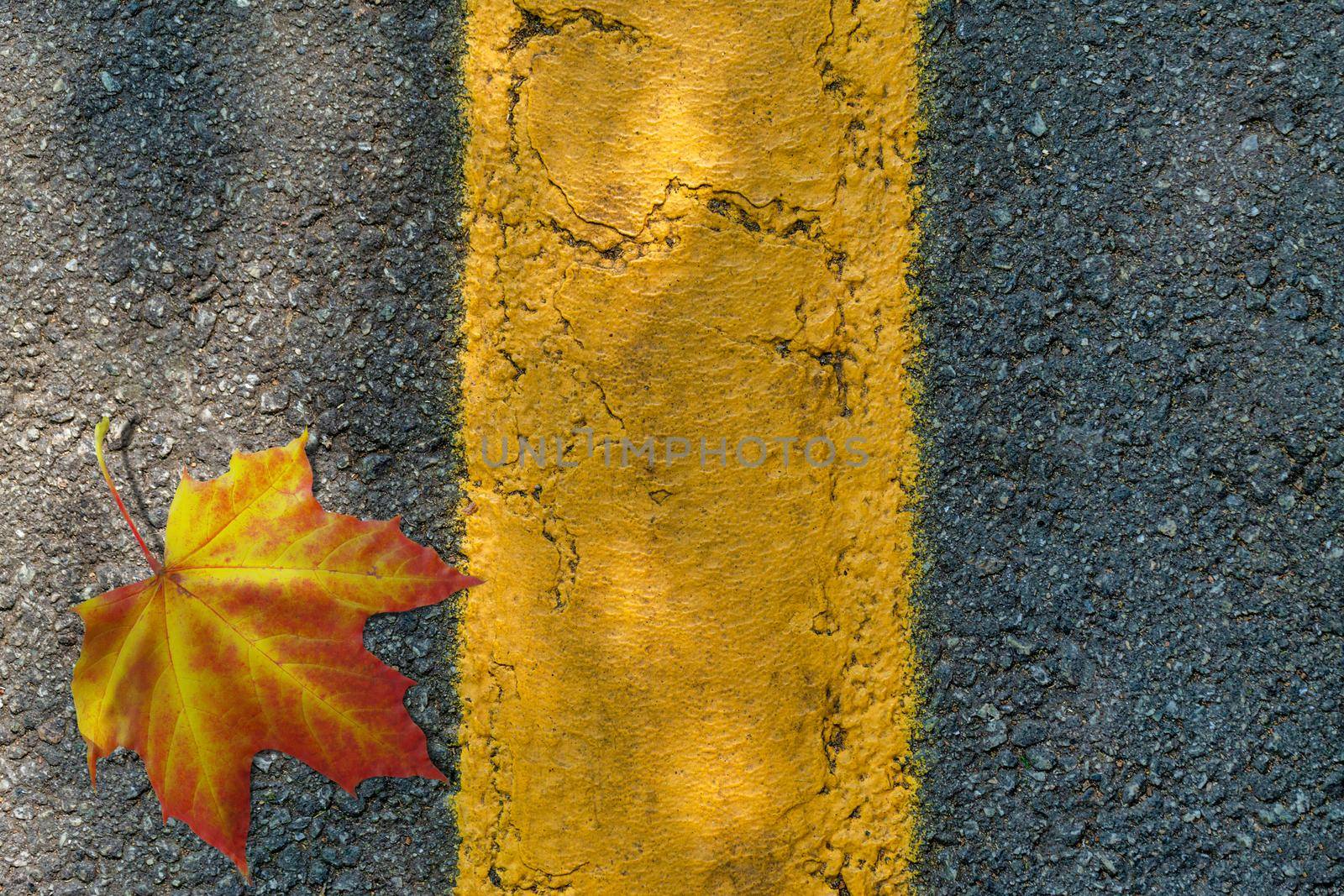Asphalt texture with a yellow dividing strip, a yellow maple leaf and a shadow from foliage on a sunny day. Top view