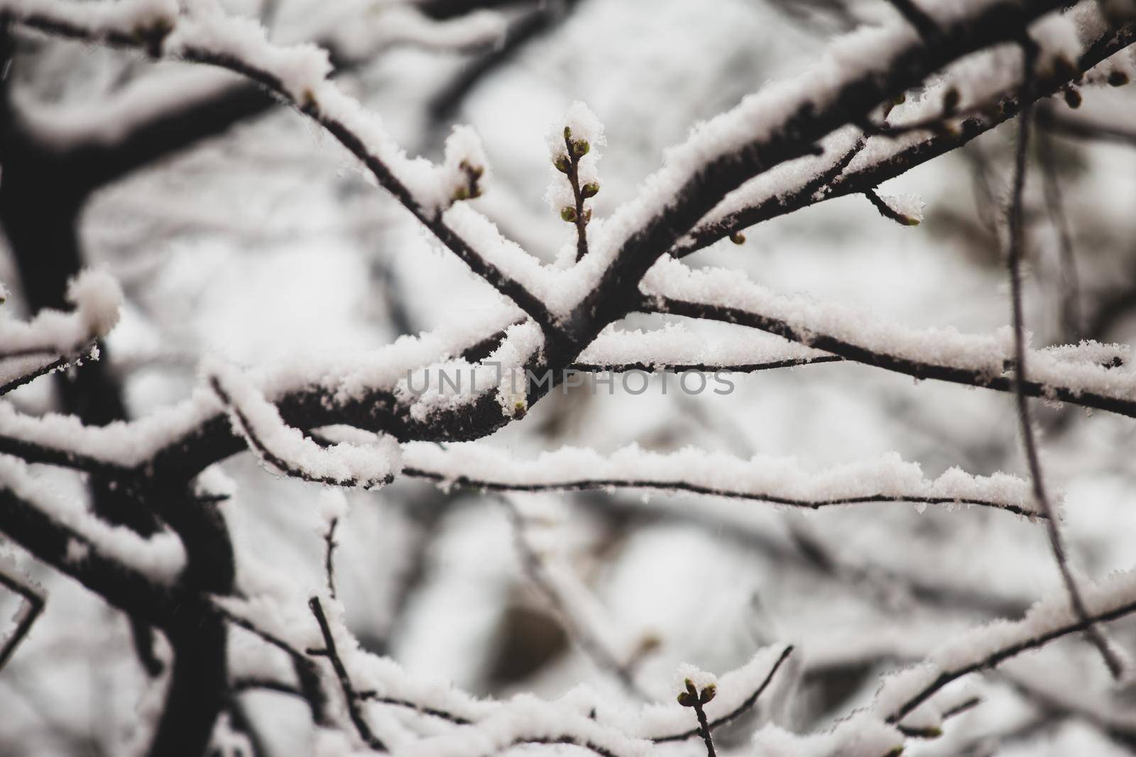 Tree branches with green small buds covered with snow in springtime.