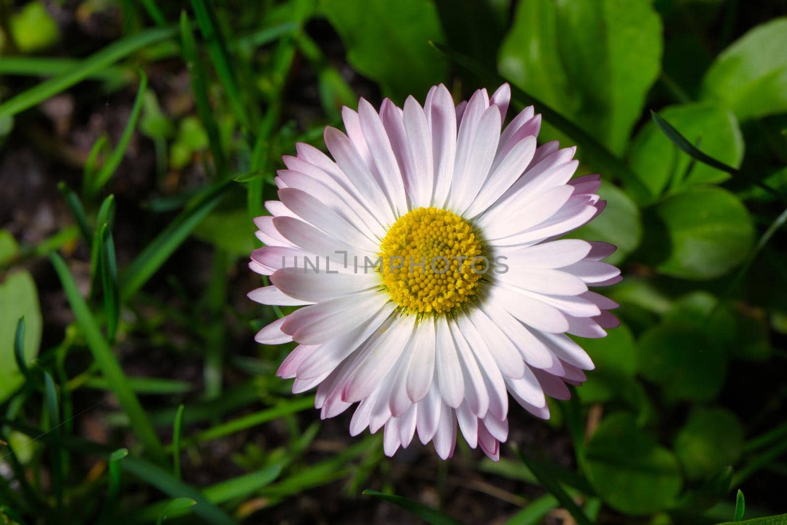 Close up macro of English lawn daisy by clusterx