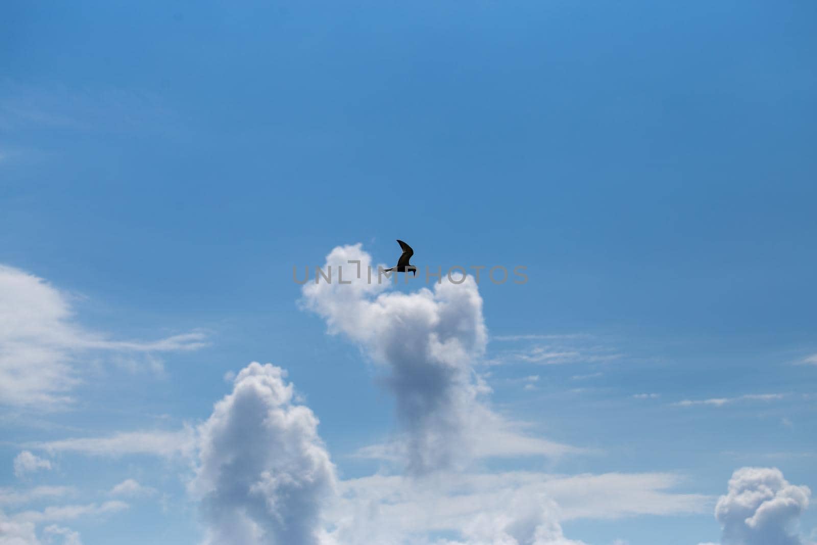 Seabird flying high in the blue summer sky above the vertical clouds, looking down and hunting for fish