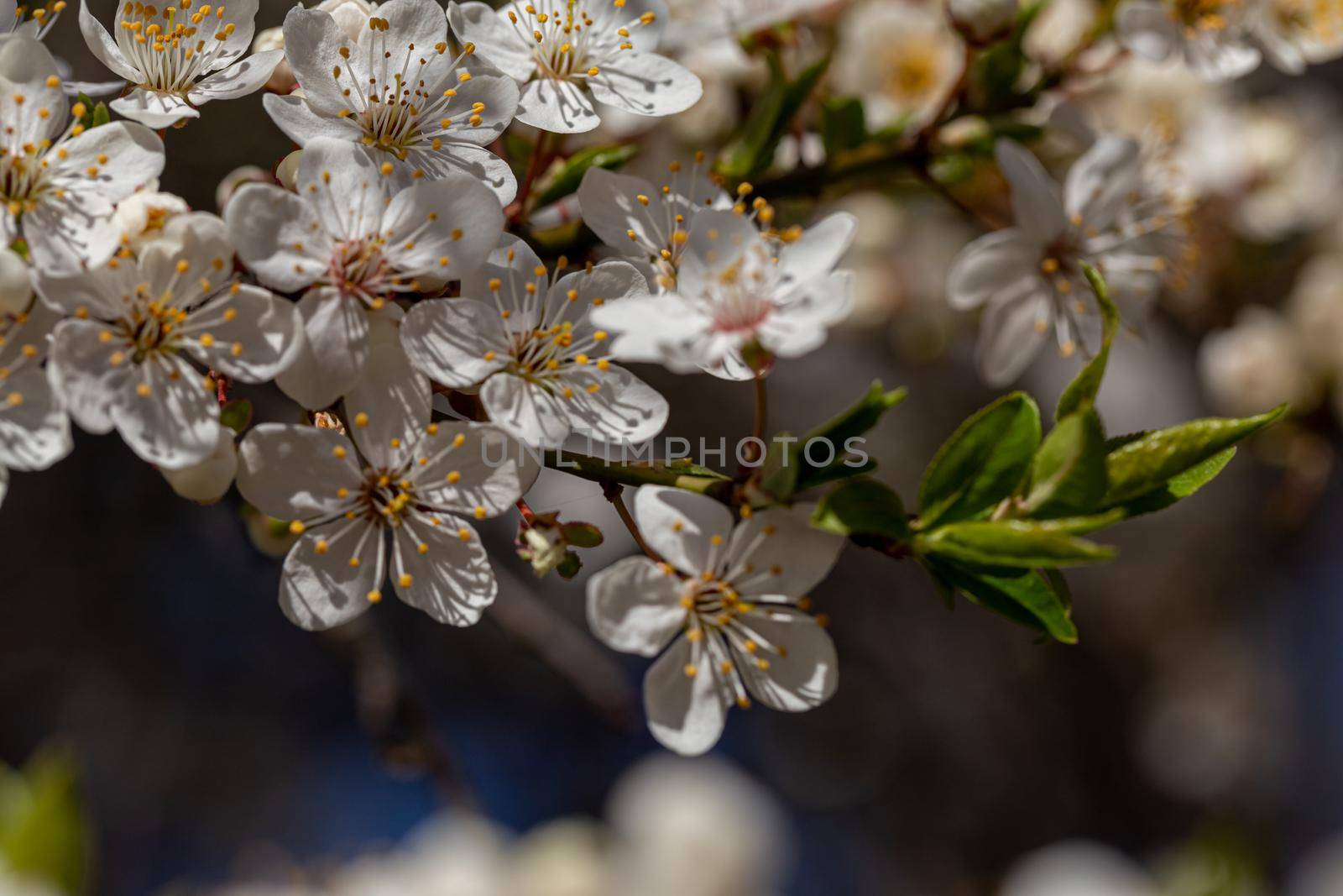 Blooming cherry plum on a spring sunny day, close-up view