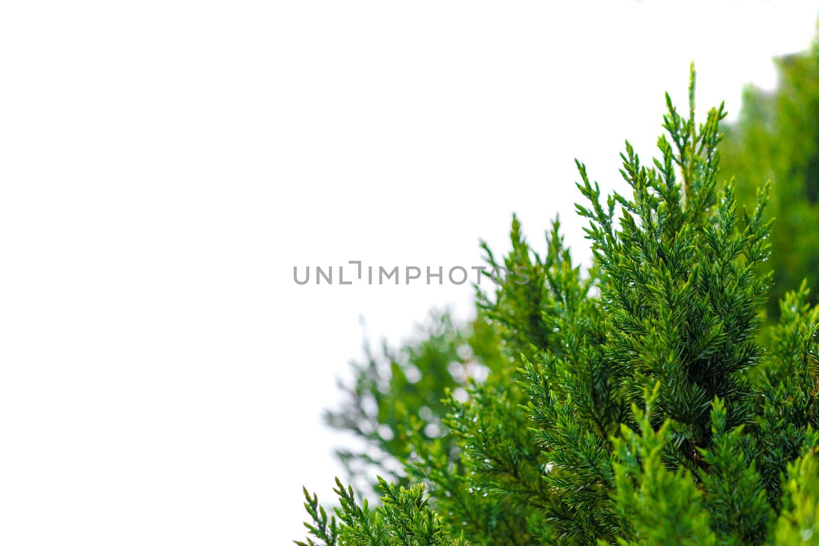 Fresh pine tree isolated in corner on white background. Selective focus, close-up view
