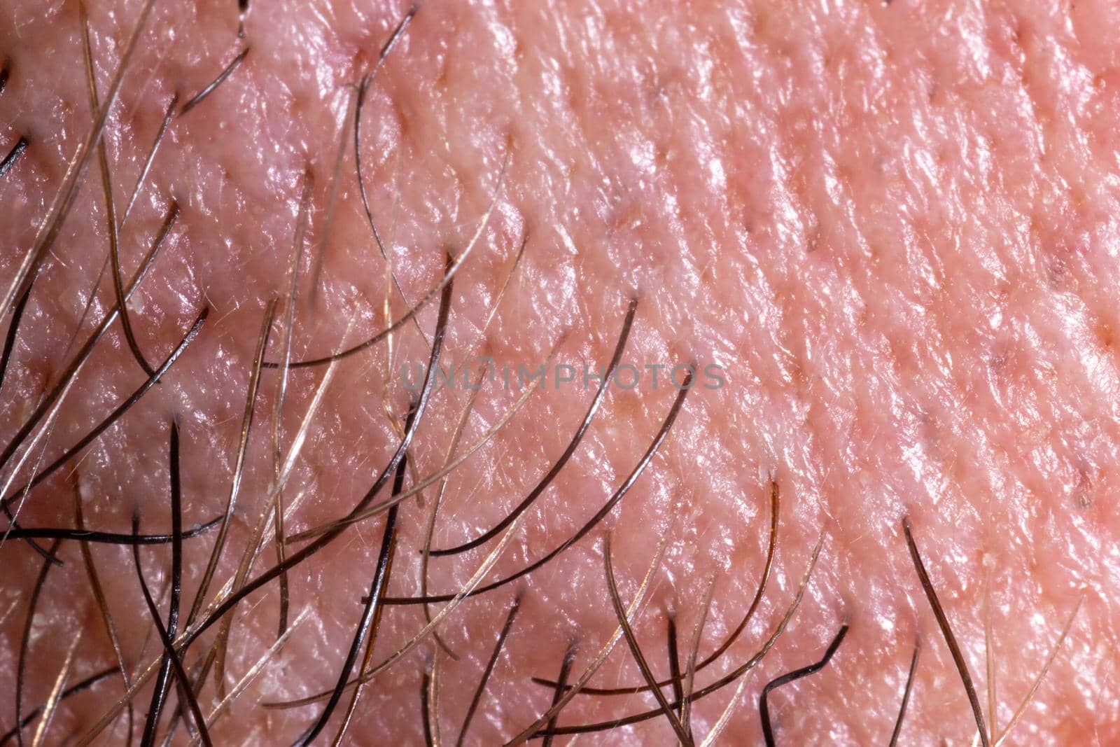 Human skin texture with pores and hair. Extreme close-up macro shot