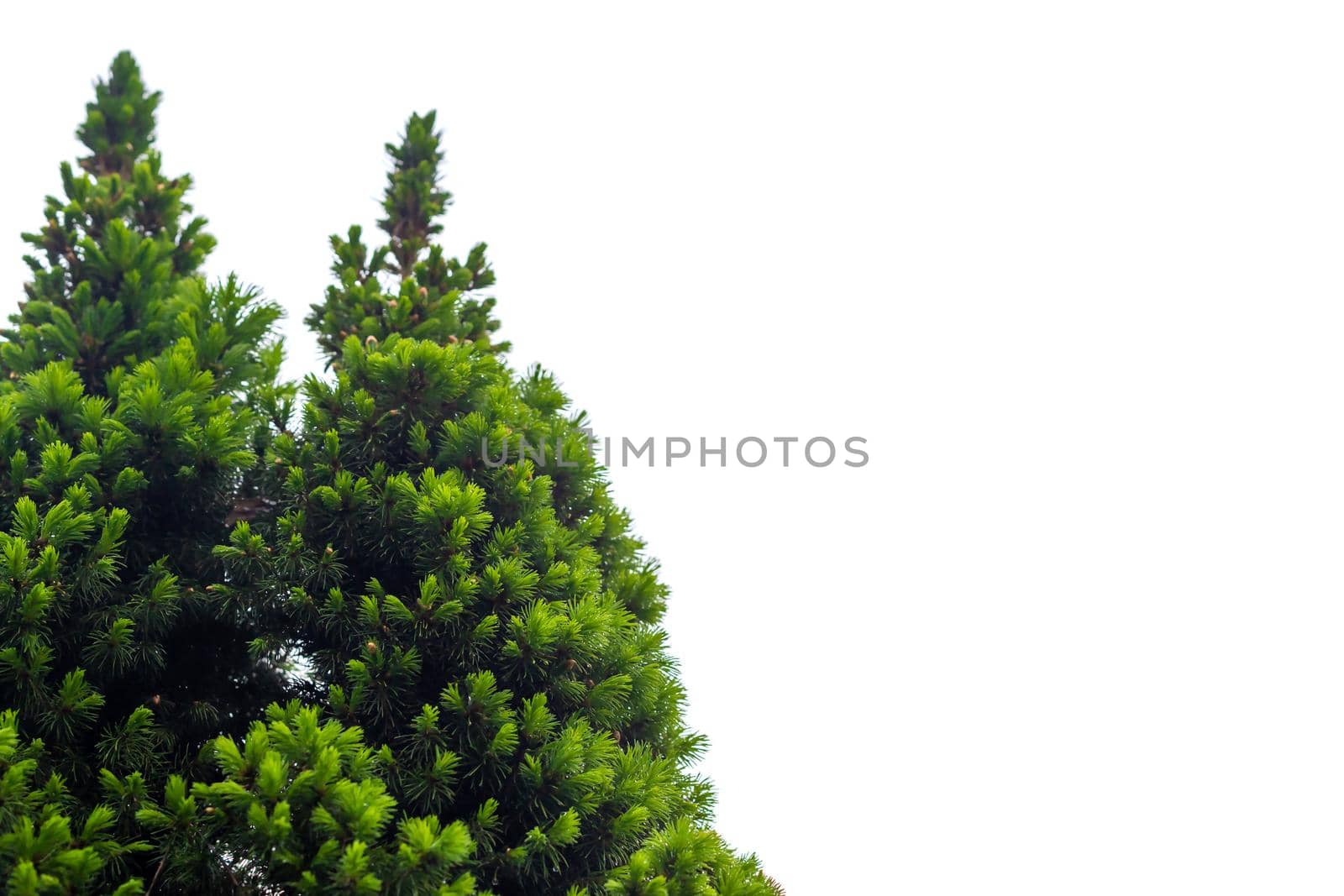Fresh pine tree isolated in corner on white background. Selective focus, close-up view