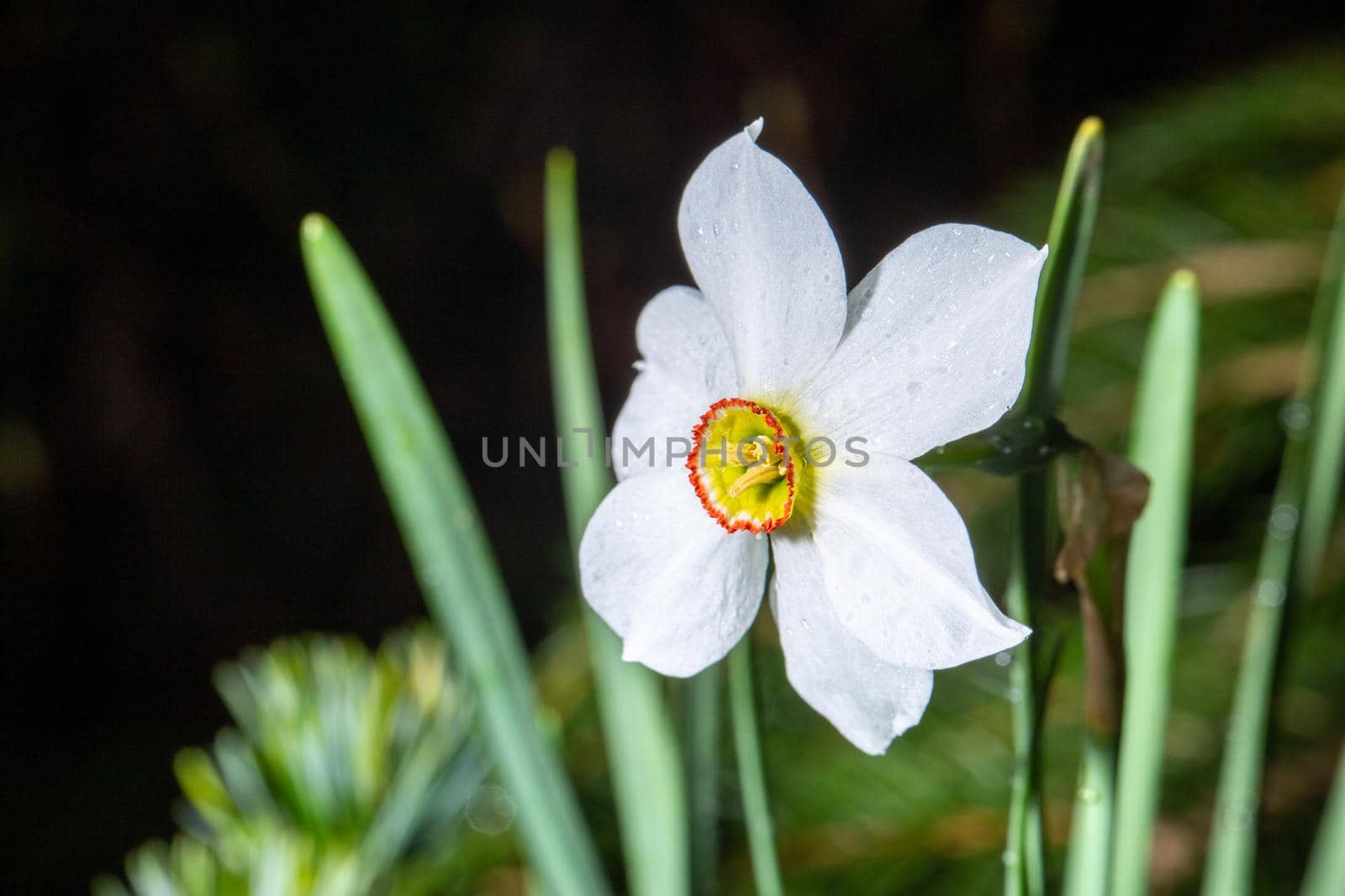 Celebration of life, white narcissus in spring over blurred nature background. Close-up front view