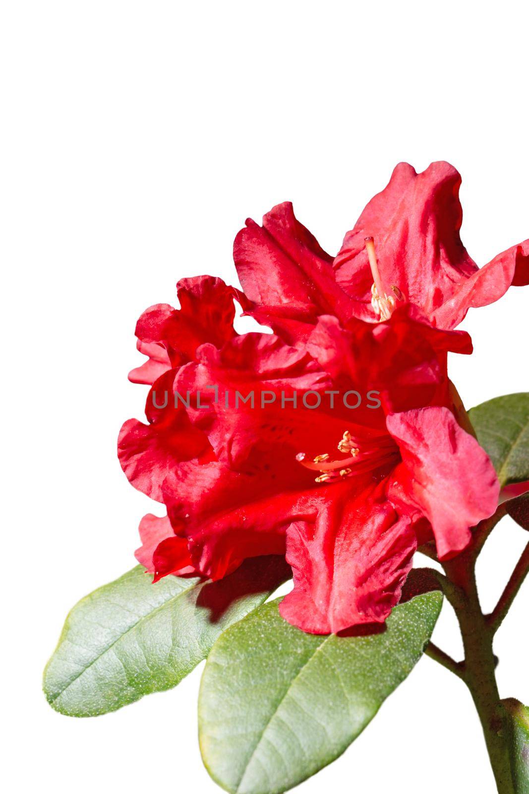 Crimson red rhododendron flower isolated on white background. Close-up macro view