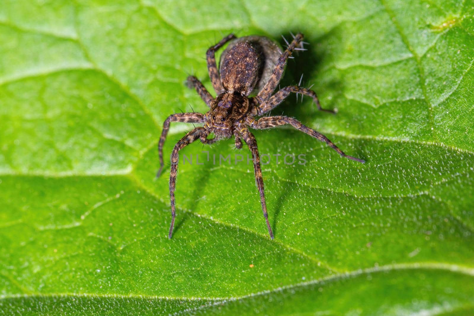 Small spider sitting on a green leaf by clusterx