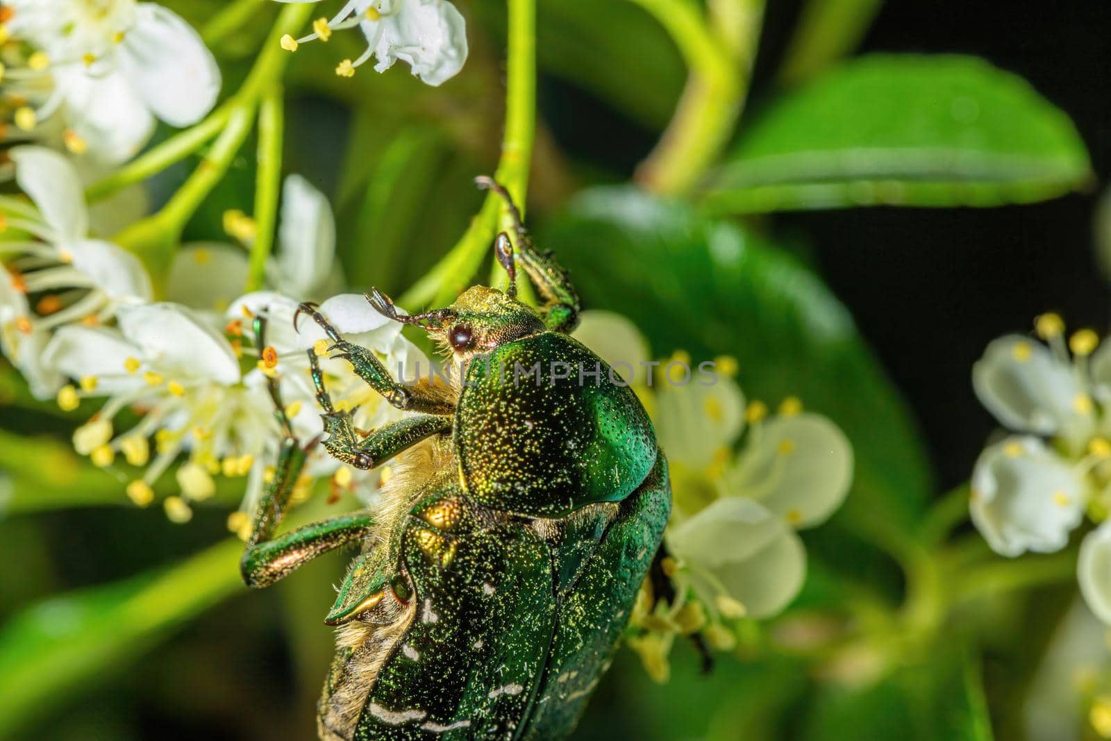 Big green bug collect pollen on a white flower in garden. Close-up macro view