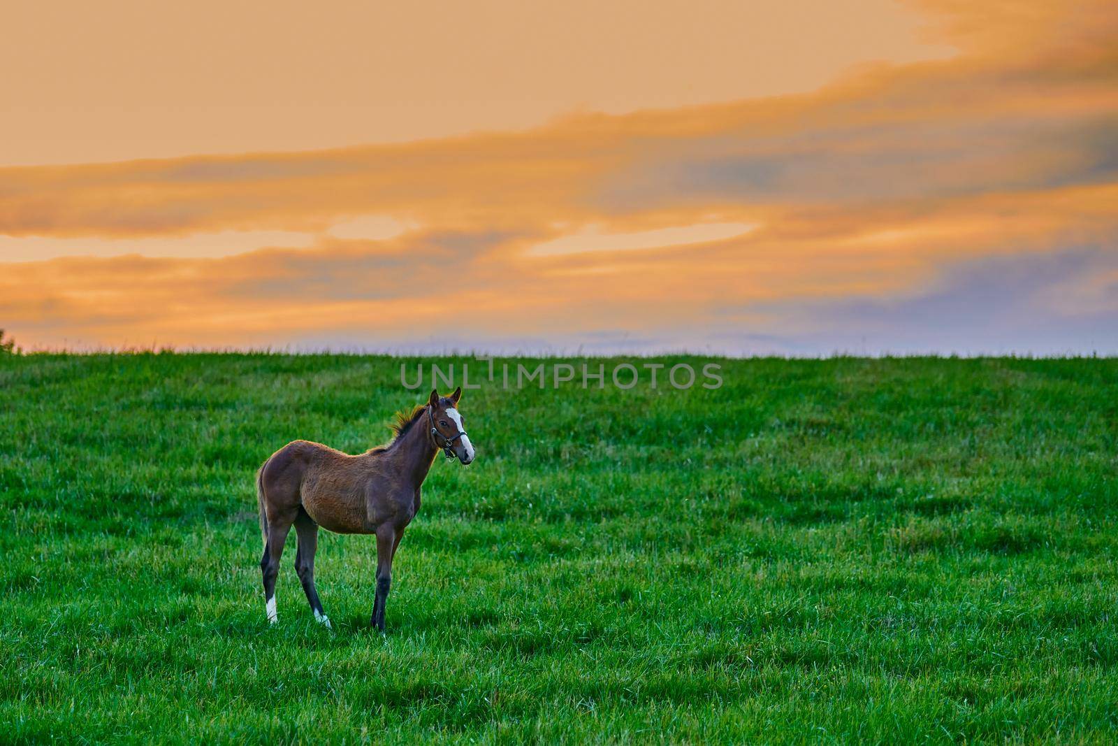Young colt standing in a feild at sunset.