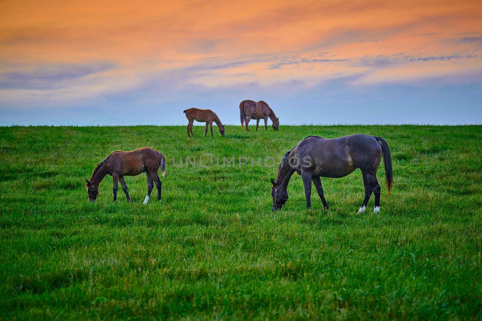 Mares and foals grazing on fresh green grass at sunset. by patrickstock