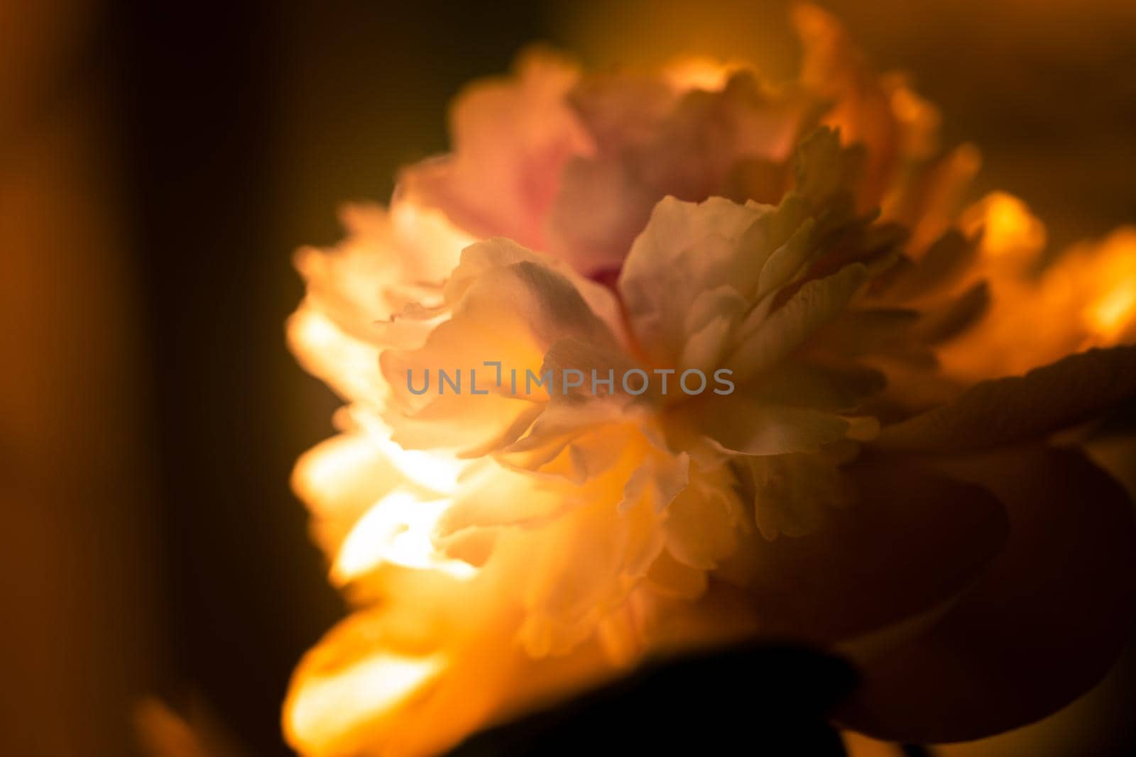 Petals of the opened flower of a peony by clusterx