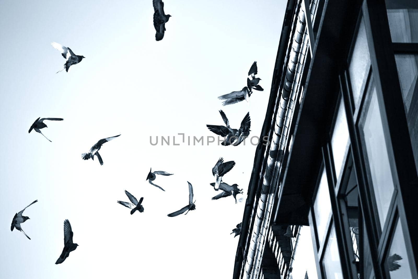 A flock of pigeons landing on the roof of an old house. Black and white toned photo.